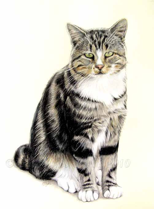 Portrait flin du chat tigr blanc Moumouss